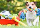 Cinco juguetes caseros para que puedas jugar con tu perro