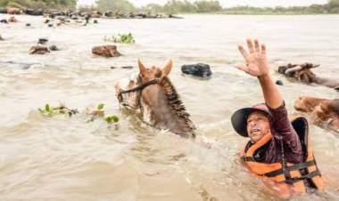 En Alejandra sigue el traslado del ganado de las islas ante la crecida del Paraná