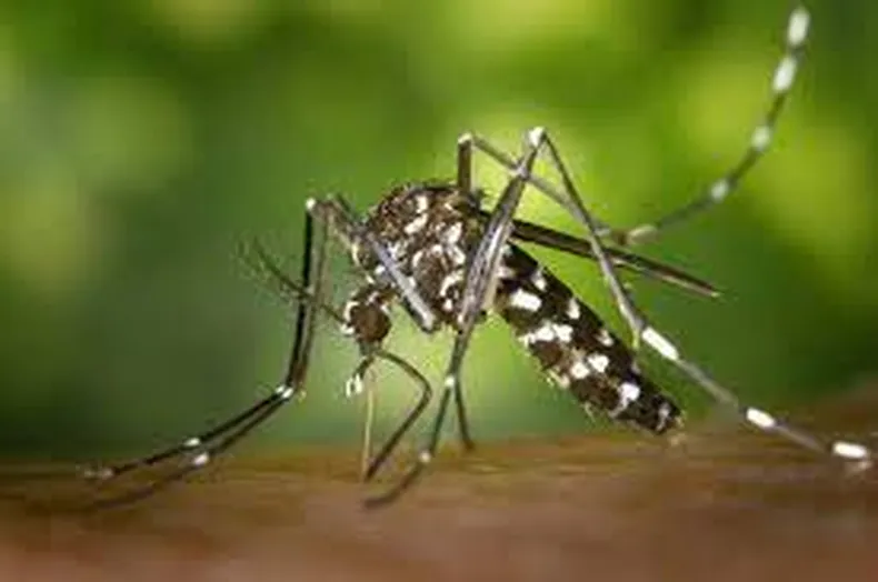 Se reportaron 2.072 casos nuevos de dengue en Entre Ríos