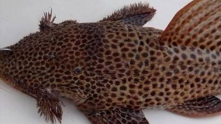 Capturan raro pez en el río Paraná que es poco frecuente pescar con caña: las fotos