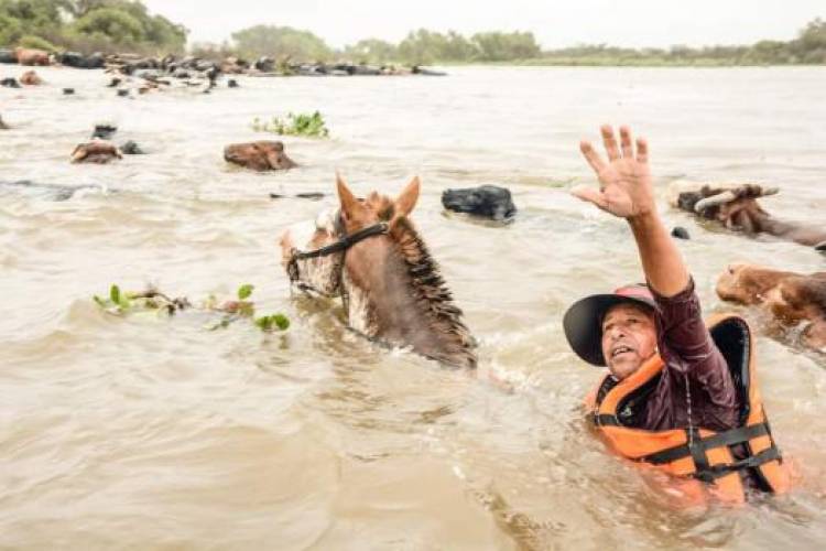 En Alejandra sigue el traslado del ganado de las islas ante la crecida del Paraná