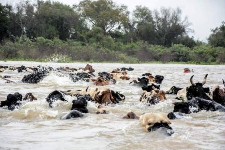 En Alejandra sigue el traslado del ganado de las islas ante la crecida del Paraná